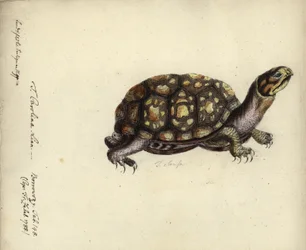 Terrapene carolina, av Friedrich Zehelein, efter gravyr från 